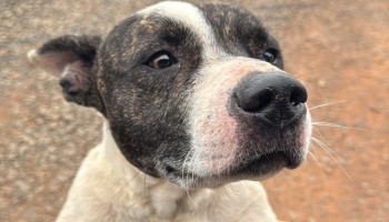 ibitinga-5a-feira-de-adocao-de-caes-e-gatos-sera-dia-08-de-marco