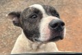 Ibitinga: 5� Feira de Ado��o de c�es e gatos ser� dia 08 de mar�o