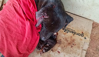 cachorro-foi-resgatado-apos-ser-encontrado-ferido