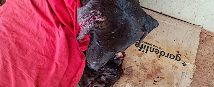 cachorro-foi-resgatado-apos-ser-encontrado-ferido