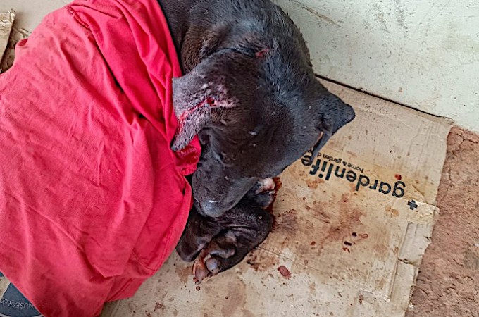 Cachorro foi resgatado ap�s ser encontrado ferido