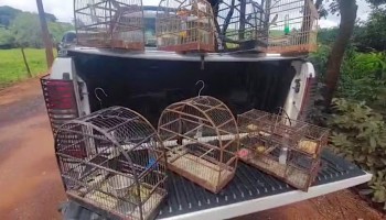 homem-e-multado-em-rs-65-mil-por-manter-13-aves-em-cativeiro