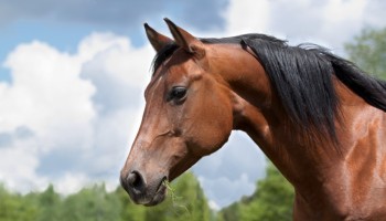 ibitinga-cavalo-ferido-e-recolhido-apos-denuncia