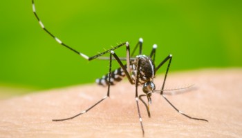ibitinga-soma-15-casos-de-dengue-em-2026