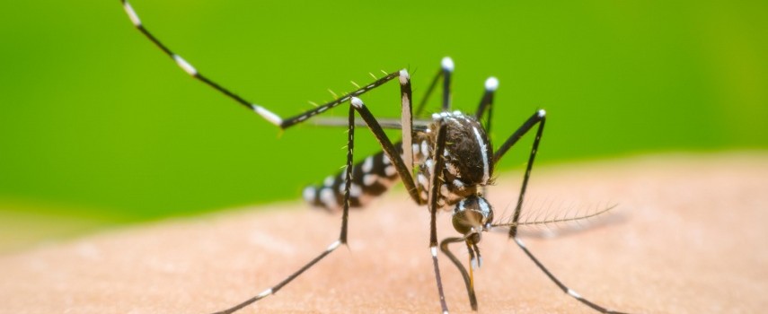 ibitinga-soma-15-casos-de-dengue-em-2026