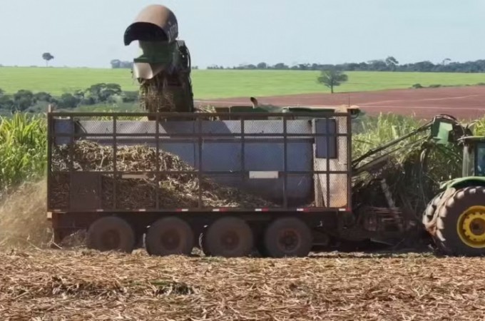 Safra de cana come�a mais cedo e com expectativa de alta na produ��o