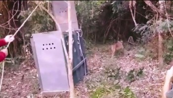 onca-que-passeou-por-mineiros-do-tiete-e-solta-e-sera-monitorada