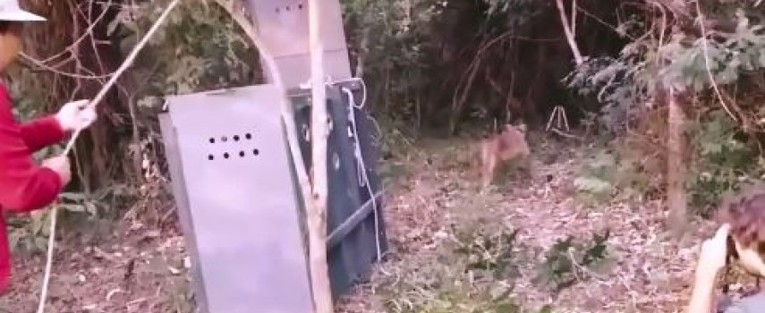 onca-que-passeou-por-mineiros-do-tiete-e-solta-e-sera-monitorada