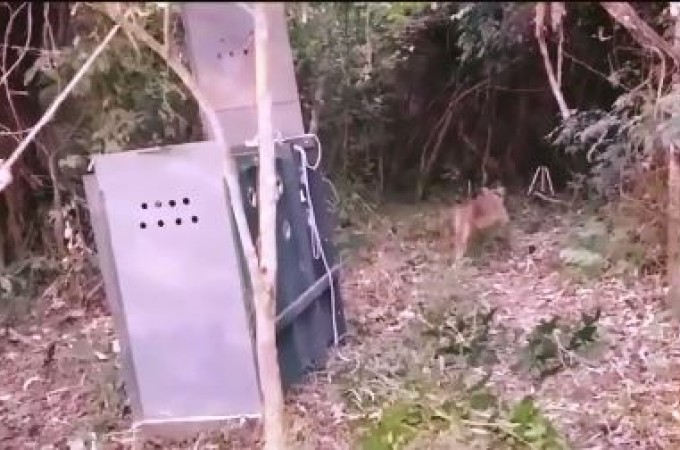 Ona que passeou por Mineiros do Tiet  solta e ser monitorada