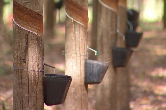 Estiagem diminui produtividade em seringais no Noroeste Paulista