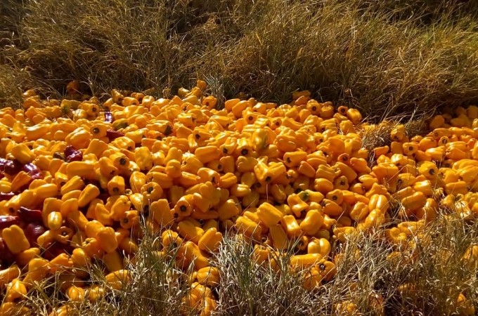 Arealva: com pre�o baixo, 3 mil kg de piment�es s�o descartados
