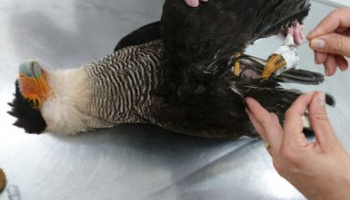 gaviao-quase-perde-asa-por-causa-de-cerol