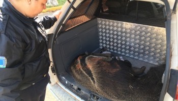 tamandua-foi-resgatado-em-quintal-de-residencia-em-botucatu