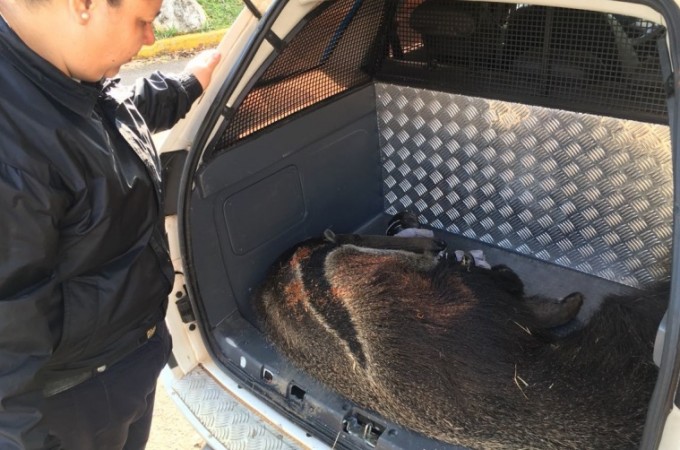 Tamandu foi resgatado em quintal de residncia em Botucatu