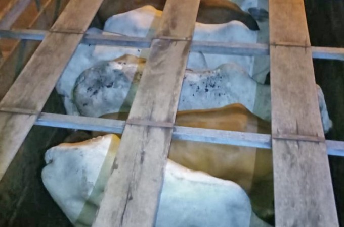 Pol�cia tenta identificar gado sem origem
