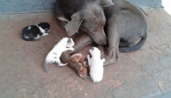 cadela-adota-filhotes-de-gato-no-cemiterio-de-bocaina