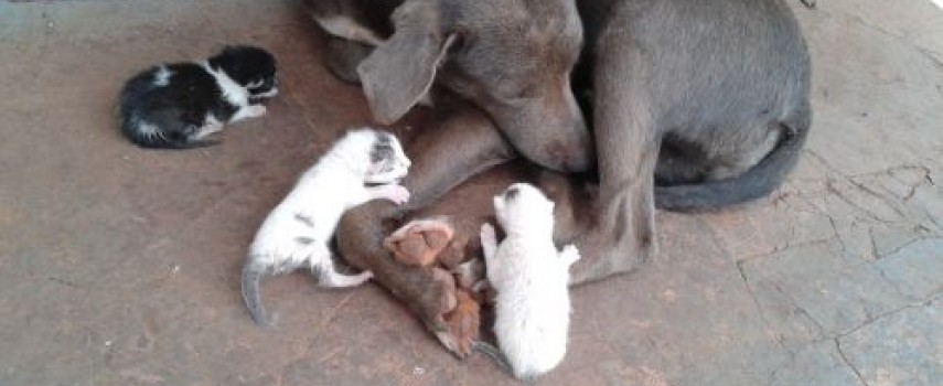cadela-adota-filhotes-de-gato-no-cemiterio-de-bocaina