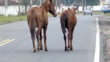 prefeitura-sanciona-lei-que-proibe-animal-soltos-em-vias-publicas