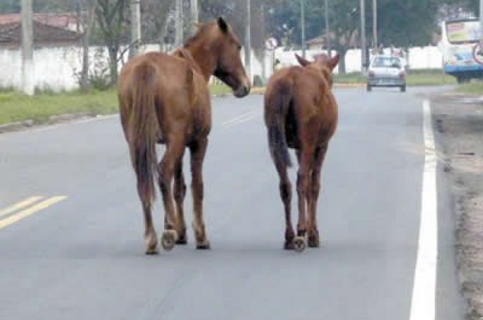 Prefeitura sanciona lei que probe animal soltos em vias pblicas