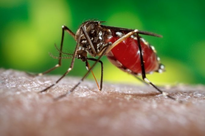 Casos de dengue mais que dobram no Estado de S�o Paulo