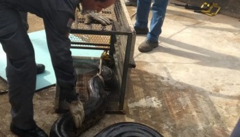 cobra-sucuri-de-6-metros-e-resgatada-de-area-de-captacao-de-agua