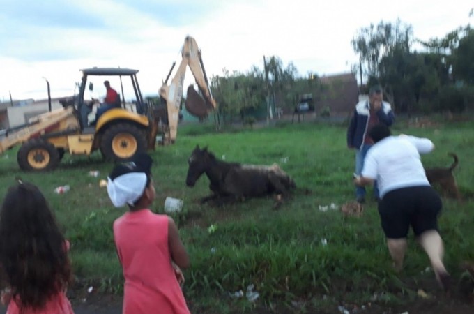 Animal doente foi encontrado abandonado no Jd. Nova Ibitinga