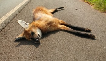 lobo-guara-e-encontrado-morto-em-rodovia-da-regiao-de-bauru