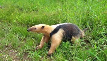 bombeiros-resgatam-tamandua-mirim-em-avenida-de-bariri