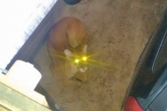 Ona  capturada em garagem 