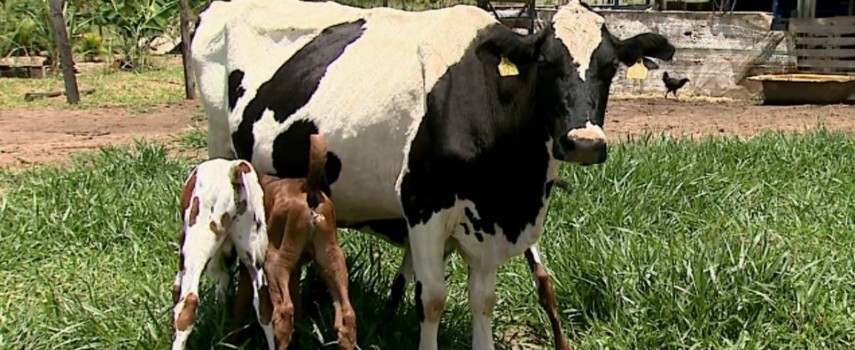 vaca-da-a-luz-tres-bezerros-de-forma-natural-em-descalvado