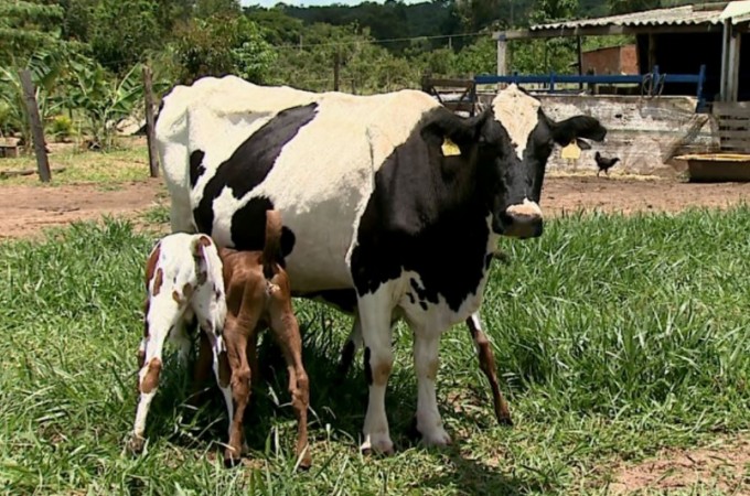 Vaca d  luz trs bezerros de forma natural em Descalvado