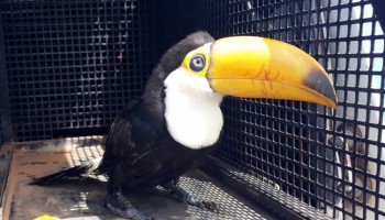 tucano-toco-e-resgatado-em-botucatu