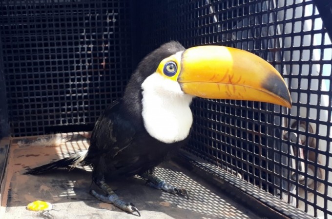 Tucano-toco  resgatado em Botucatu