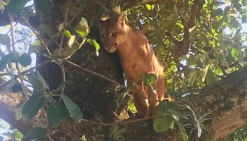 onca-parda-e-flagrada-em-arvore-em-sitio-de-itaju
