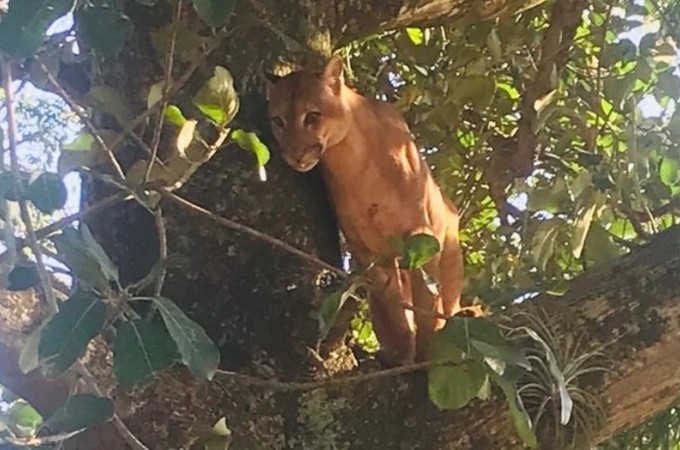 Ona-parda  flagrada em rvore em stio de Itaju