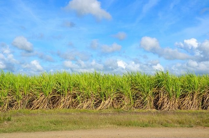 Saiba mais sobre a forma de pagamento Funrural 2019