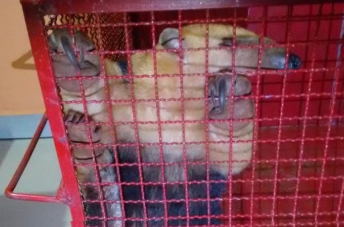 Tamandu-mirim  resgatado passeando por calada em Borborema