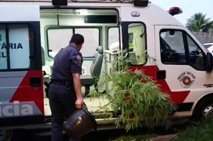 PM prende homem com 124 p�s de maconha em ch�cara