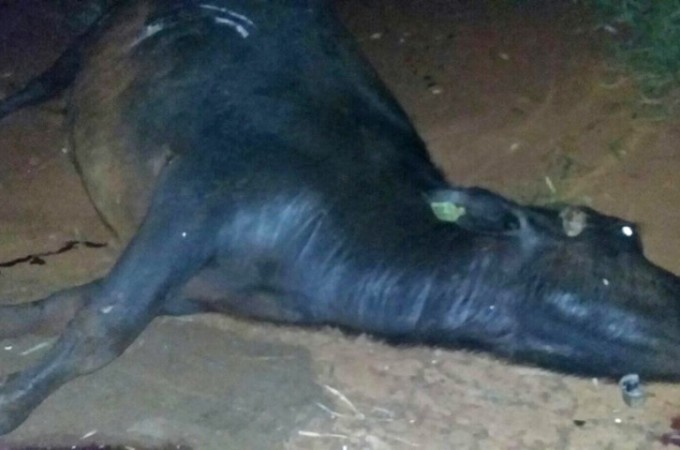Coliso entre bfalo e caminhonete provoca ferimentos em pai e filho