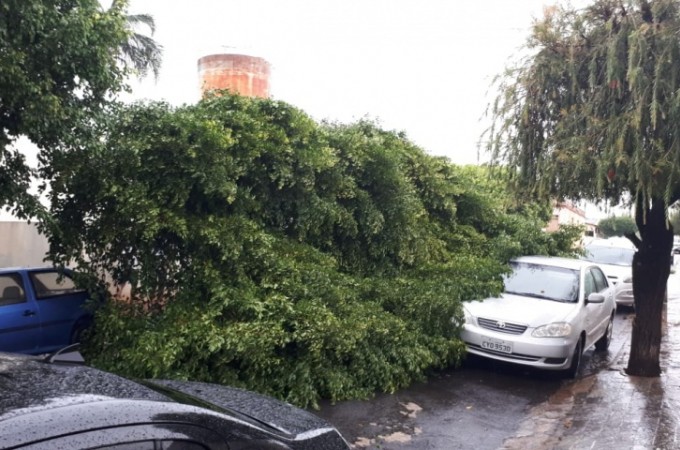 rvore de grande porte caiu ao lado da Santa Casa