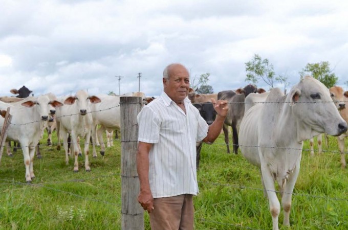 Criao de bezerros  opo de investimento