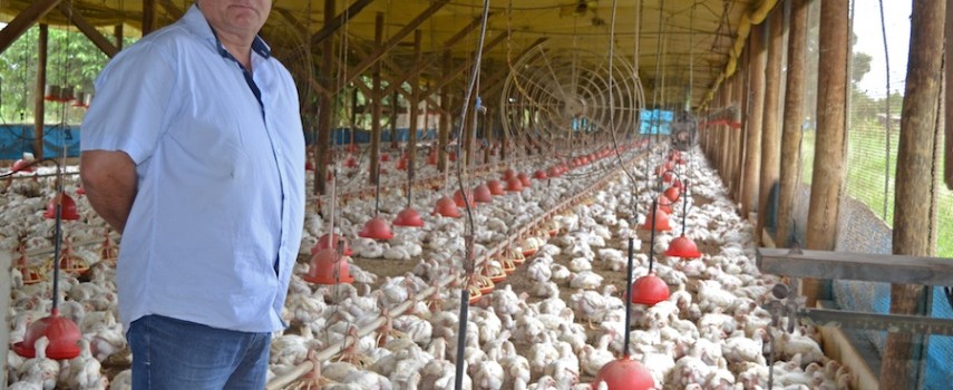investir-em-avicultura-garante-retorno-ao-produtor-rural