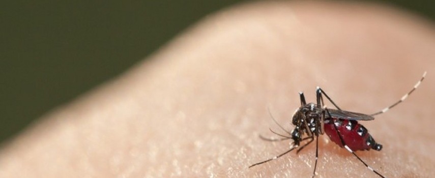 com-94-casos-de-dengue-borborema-decreta-situacao-de-emergencia
