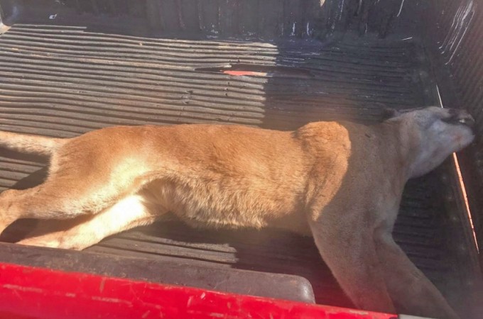 Ona morre atropelada em rodovia que liga Ibitinga  Itpolis
