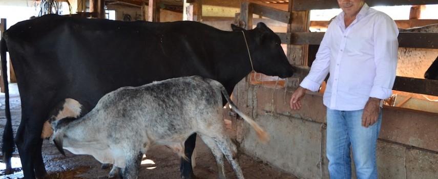 produtor-rural-investe-em-gado-de-leite