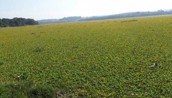 acumulo-de-aguapes-transforma-rio-do-interior-em-tapete-verde