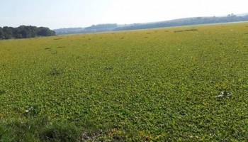 acumulo-de-aguapes-transforma-rio-do-interior-em-tapete-verde