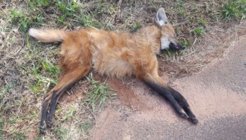 femea-adulta-de-lobo-guara-morre-atropelada-na-rodovia-bauru-iacanga