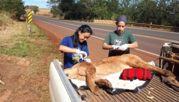 onca-e-atropelada-na-sp-304-proximo-ao-rio-jacare