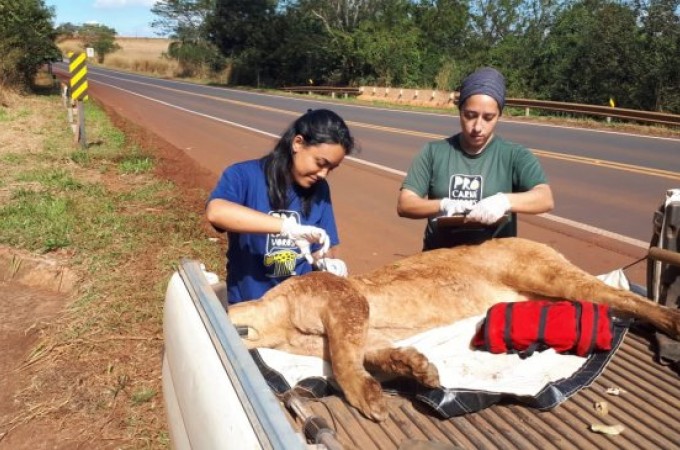 Ona  atropelada na SP-304, prximo ao rio Jacar